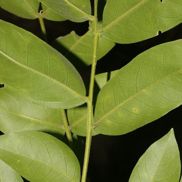 Sapindus saponaria Folha