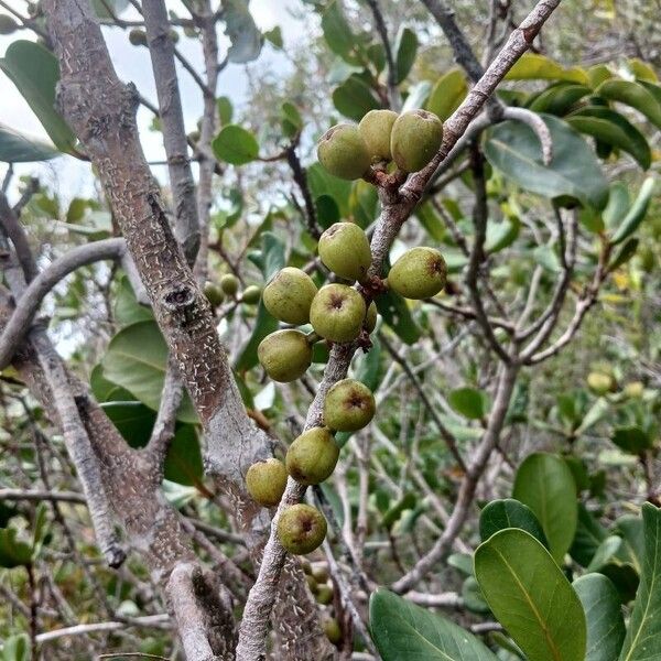 Austrobuxus carunculatus Frucht