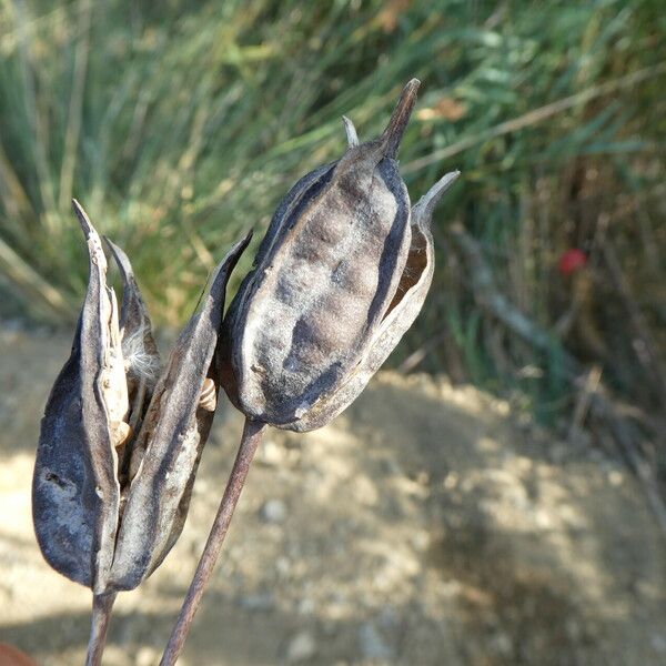 Iris spuria Fruit