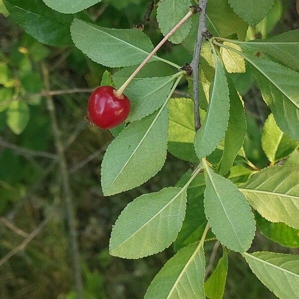 Prunus fruticosa Folla