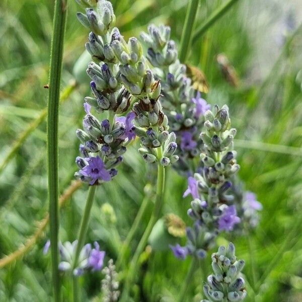 Lavandula angustifolia Kwiat