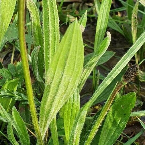 Plantago lanceolata Leaf