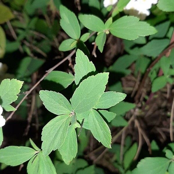 Spiraea cantoniensis List