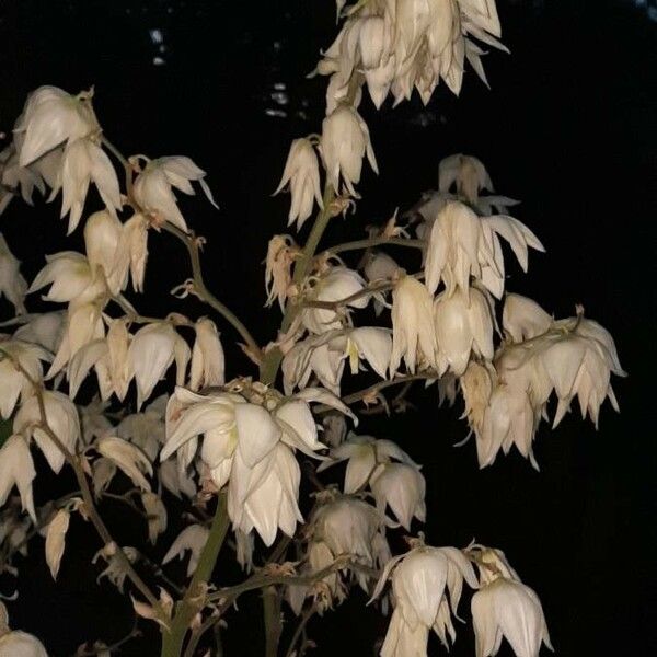 Yucca filamentosa Çiçek