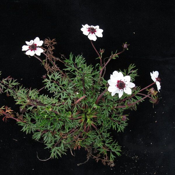 Potentilla coriandrifolia