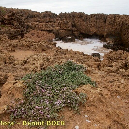 Frankenia pulverulenta Habit