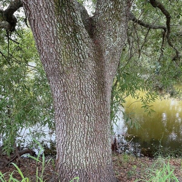 Quercus virginiana Bark