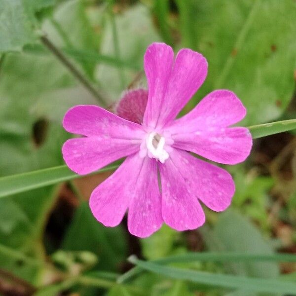 Silene dioica Çiçek