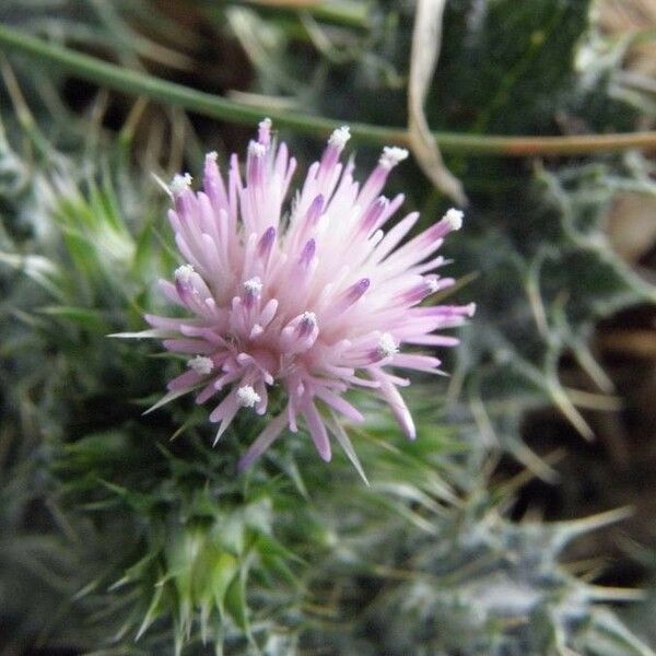 Carduus tenuiflorus Flower