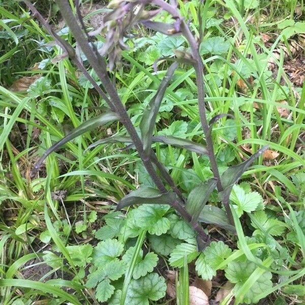 Epipactis purpurata Blad