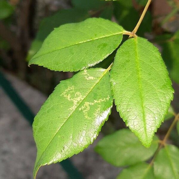 Rosa banksiae Leaf