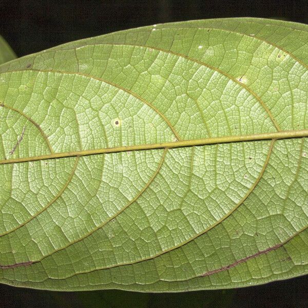 Ocotea nigra Blad