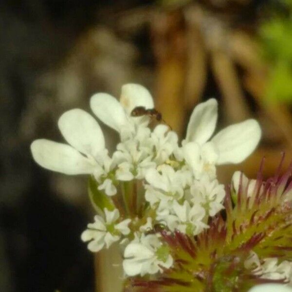 Caucalis platycarpos ফুল