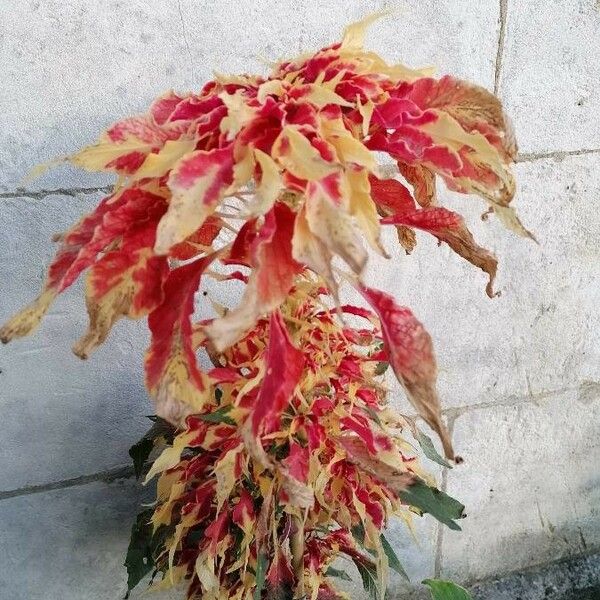 Amaranthus tricolor Flower