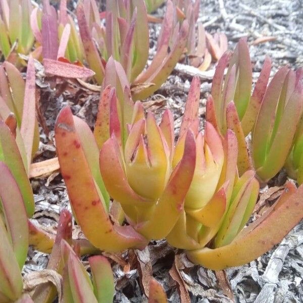 Carpobrotus edulis Vekstform