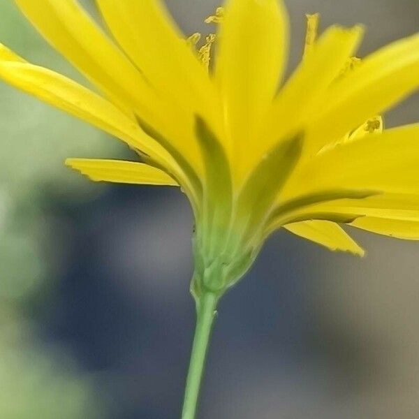 Crepis pulchra Flower