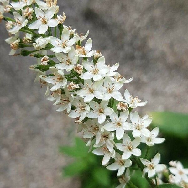 Lysimachia clethroides Flower