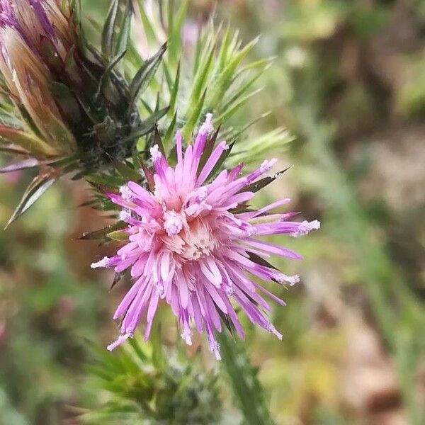 Carduus pycnocephalus Flower