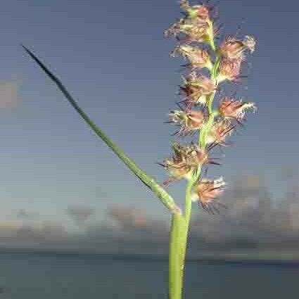 Cenchrus caliculatus Blomma