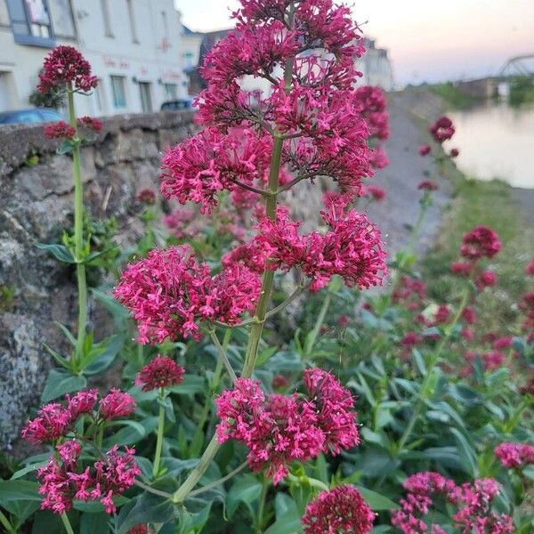 Centranthus ruber Λουλούδι