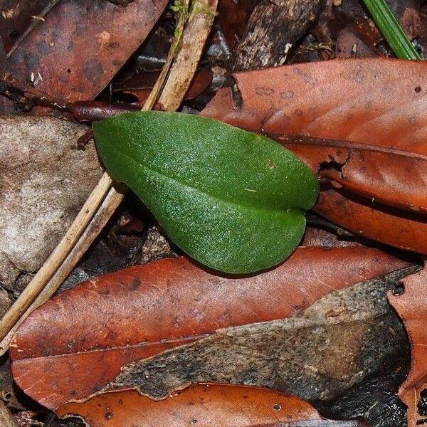 Townsonia atepala 果實