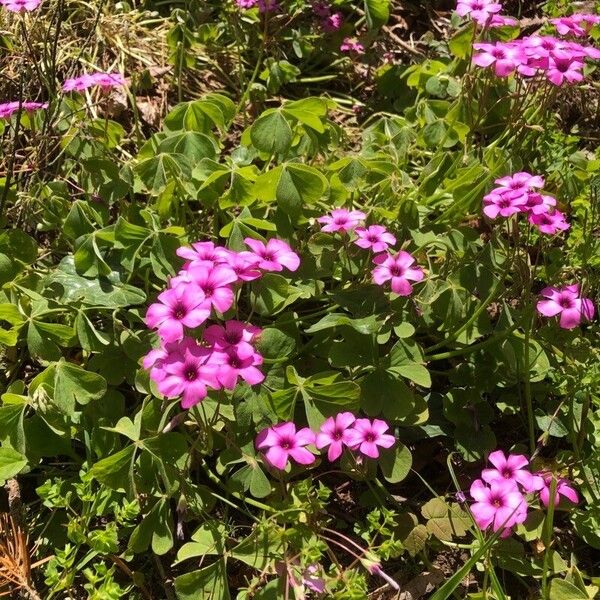 Oxalis articulata Blomst