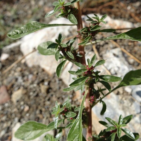 Amaranthus blitoides Λουλούδι