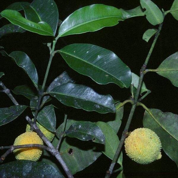 Garcinia madruno ফল