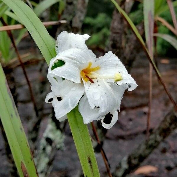 Vellozia tubiflora Λουλούδι