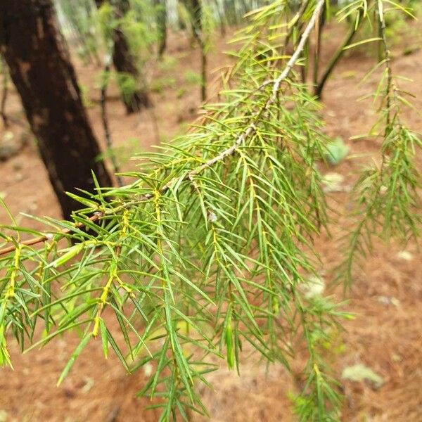 Juniperus cedrus Leaf