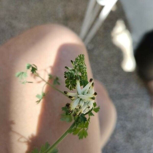 Fumaria capreolata Fleur