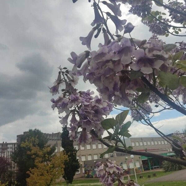 Paulownia tomentosa Rusca