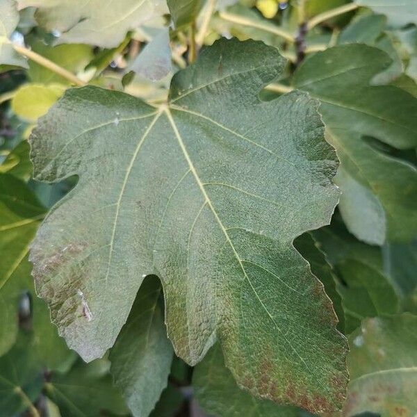 Ficus carica Leaf