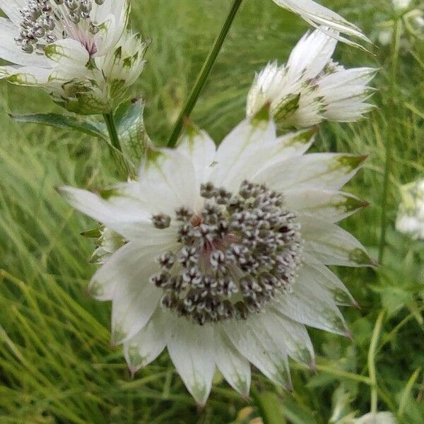 Astrantia major 花