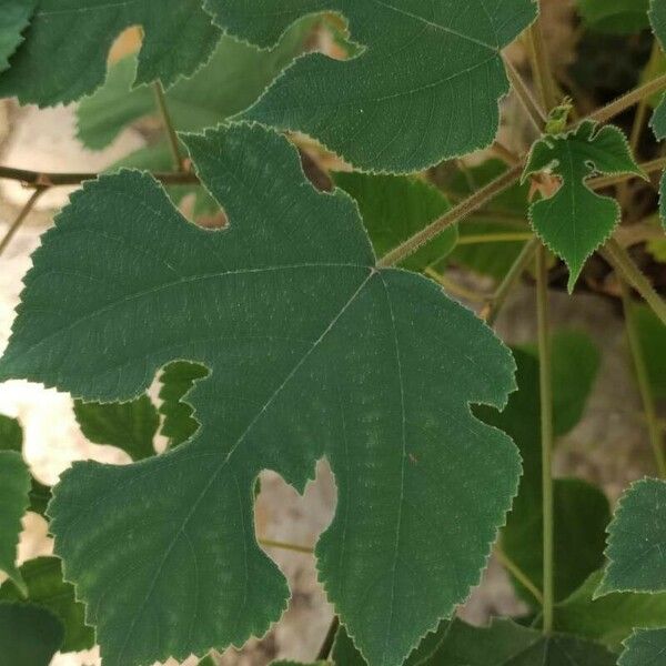 Broussonetia papyrifera Leaf