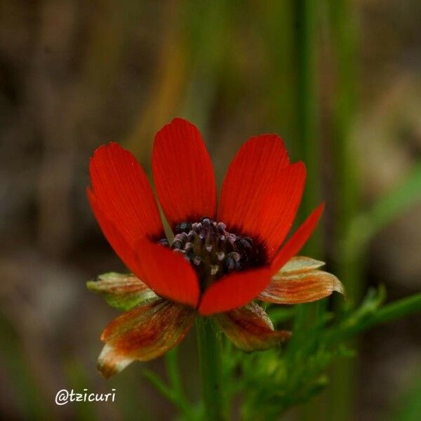 Adonis aestivalis Blüte