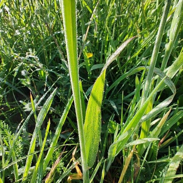 Holcus lanatus Feuille