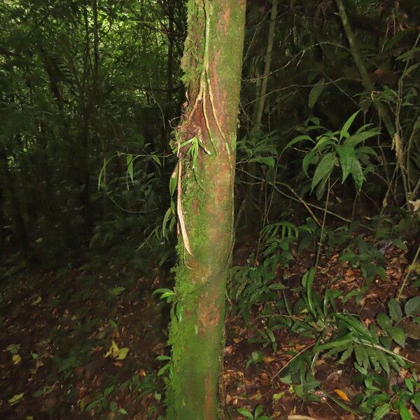 Posoqueria latifolia Buveinė