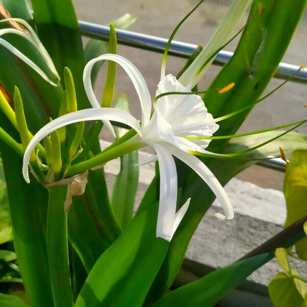 Hymenocallis caribaea Flors