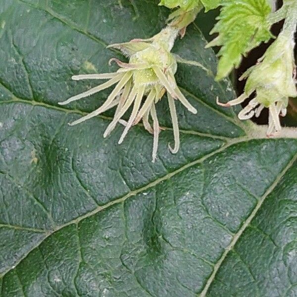 Humulus lupulus Flower