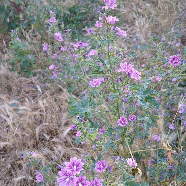 Malva sylvestris Хабит