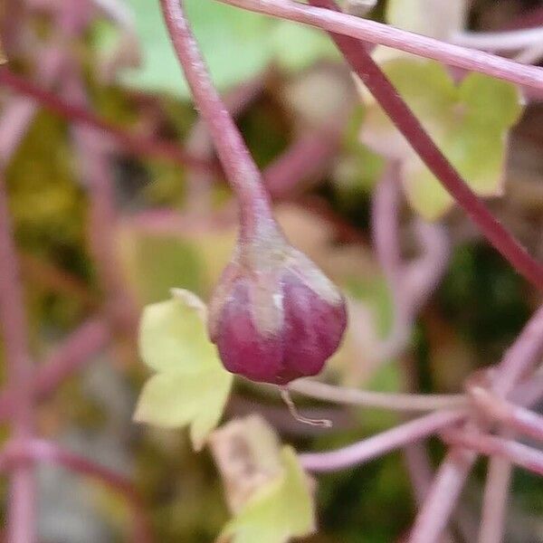 Cymbalaria muralis 果