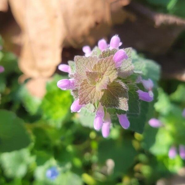 Lamium hybridum Çiçek