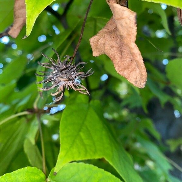 Liquidambar formosana Fruit