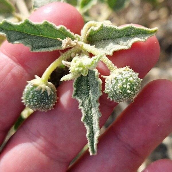 Chrozophora oblongifolia Hedelmä