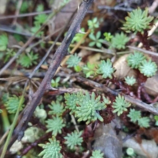 Petrosedum forsterianum Hostoa