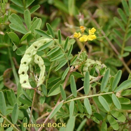 Hippocrepis multisiliquosa অন্যান্য