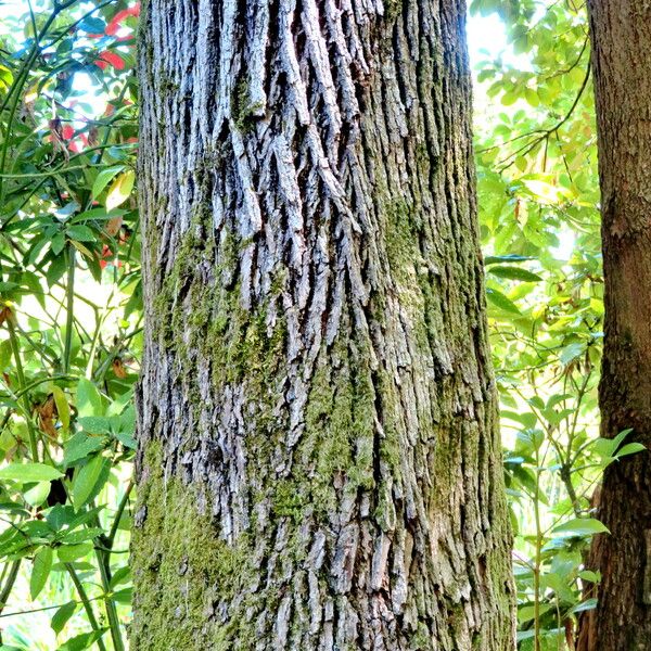 Cinnamomum camphora Кора