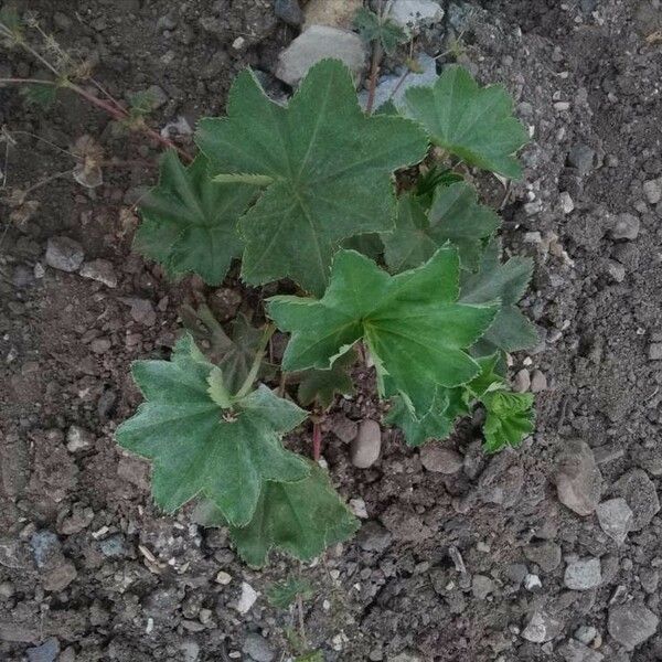 Alchemilla glaucescens Leaf