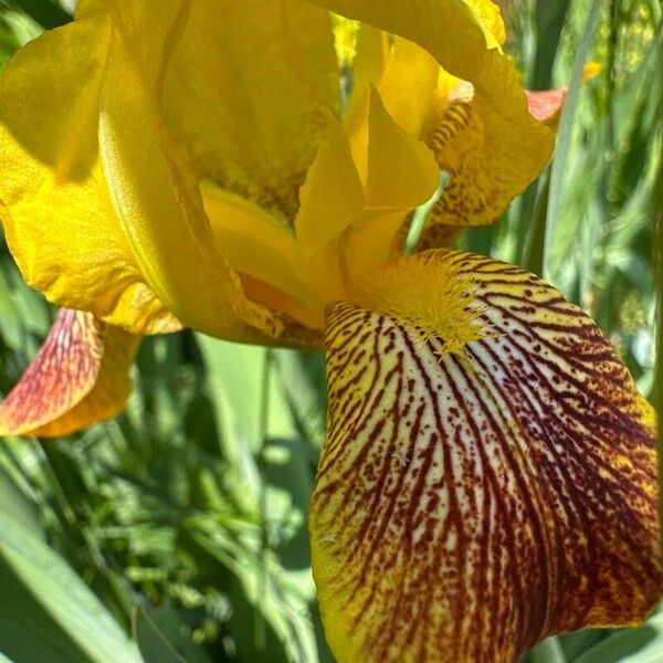 Iris variegata Flower